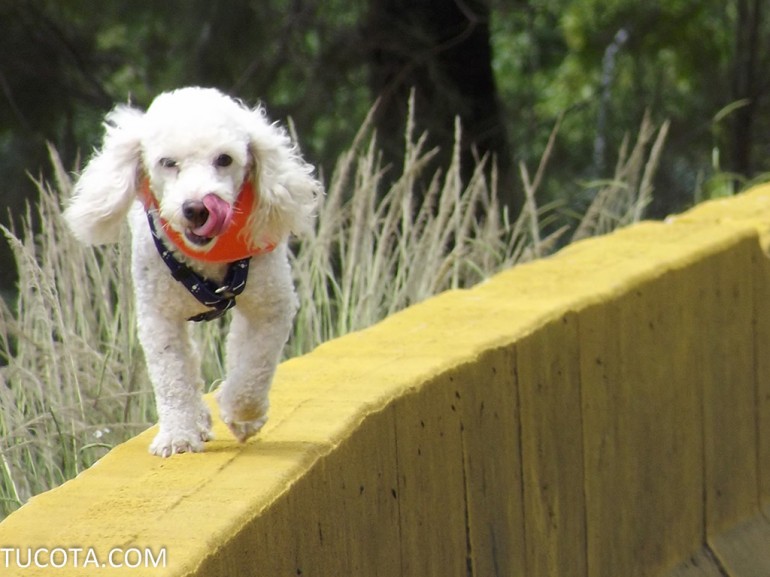 Acamaru corriendo en la cota mil