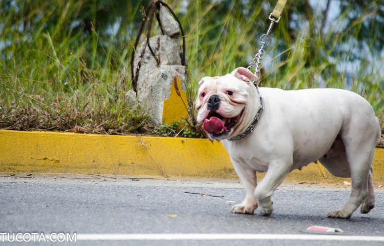 Mascotas de la Cota Mil: El bulldog Ingles